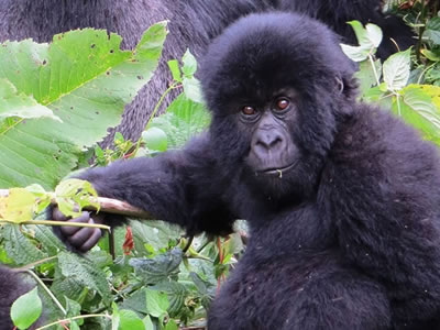 nature tourism in uganda