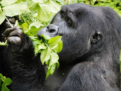 nature tourism in uganda