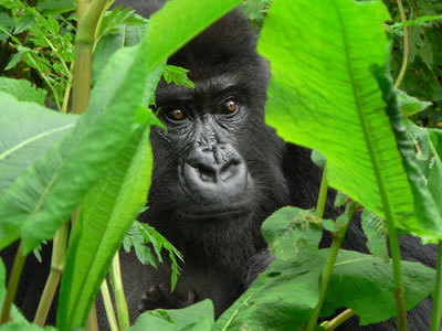 nature tourism in uganda