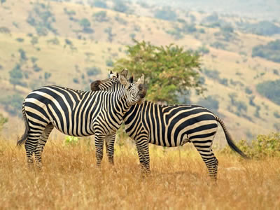 nature tourism in uganda