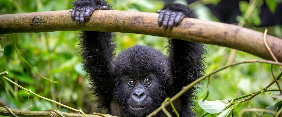 Gorilla Swinging in Tree branches