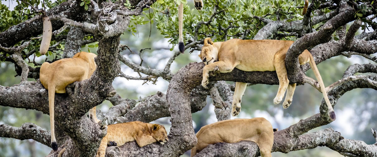 Tree Climbing Lions in Queen
